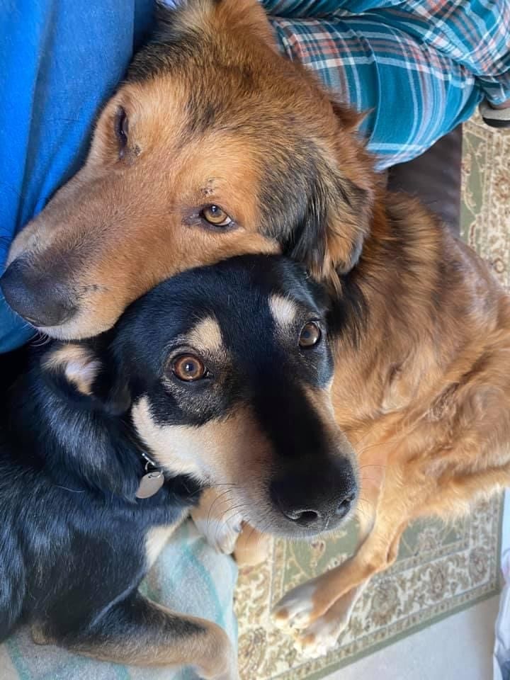 Buddy and Jambo cuddling together Buddy and Jambo two Romanian street dogs | 1 Dog At a Time Rescue UK