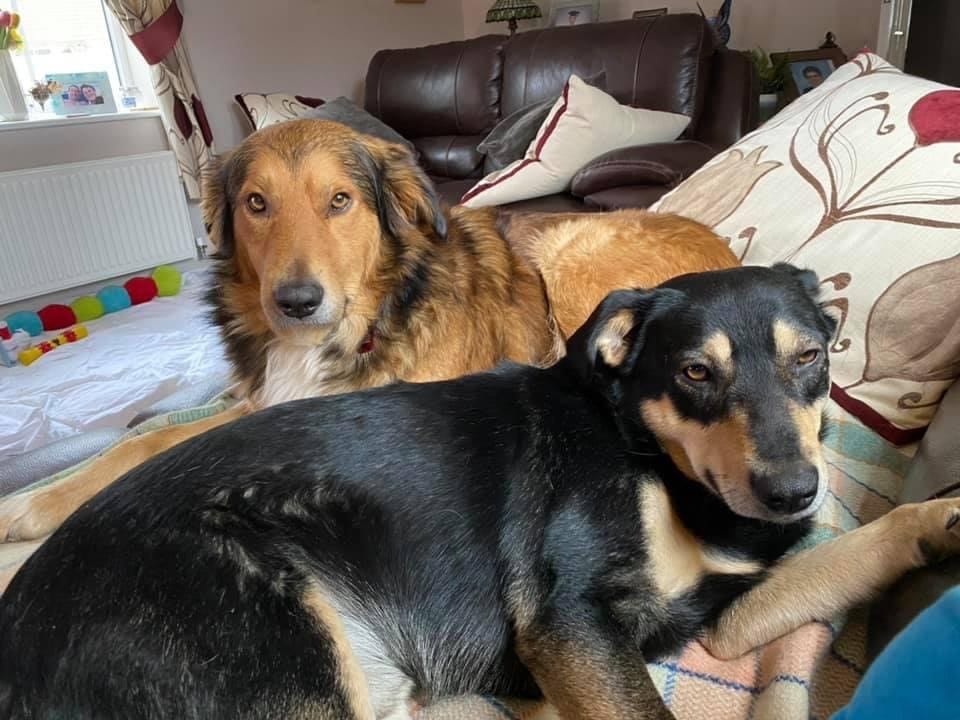 Buddy and Jambo rescue dogs on the settee Jambo and Buddy Romanian street dogs | 1 Dog At a Time Rescue UK
