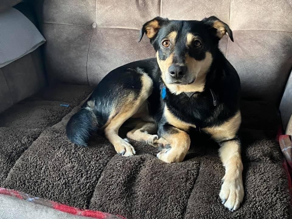 Buddy the Romanian rescue dog on settee Buddy a black and tan Romanian rescue dog | 1 Dog At a Time Rescue UK