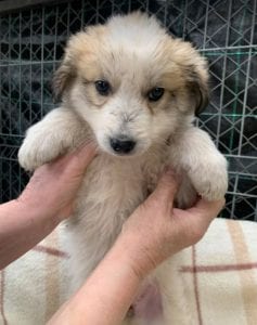 Catie a faun coloured Romanian rescue puppy ¦ 1 Dog at a Time Rescue UK