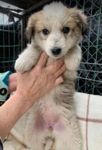 Catie a faun coloured Romanian rescue puppy ¦ 1 Dog at a Time Rescue UK