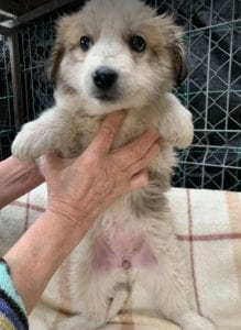 Catie a faun coloured Romanian rescue puppy ¦ 1 Dog at a Time Rescue UK