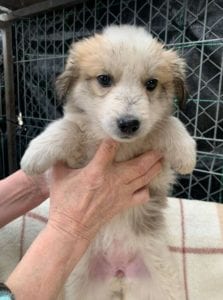 Catie a faun coloured Romanian rescue puppy ¦ 1 Dog at a Time Rescue UK