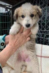 Catie a faun coloured Romanian rescue puppy ¦ 1 Dog at a Time Rescue UK