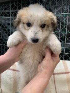 Catie a faun coloured Romanian rescue puppy ¦ 1 Dog at a Time Rescue UK