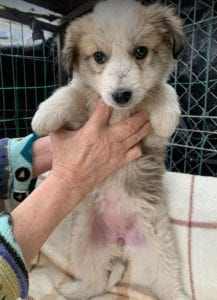 Catie a faun coloured Romanian rescue puppy ¦ 1 Dog at a Time Rescue UK