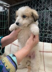 Catie a faun coloured Romanian rescue puppy ¦ 1 Dog at a Time Rescue UK
