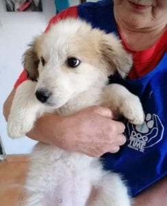 Catie a faun coloured Romanian rescue puppy ¦ 1 Dog at a Time Rescue UK