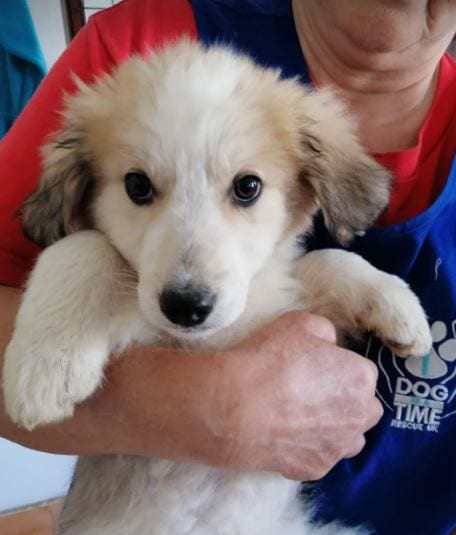 Philippine Animal Animal Welfare Society Shelter Home For Dogs