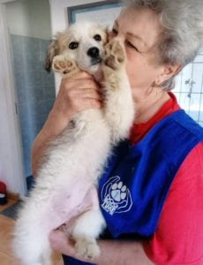 Catie a faun coloured Romanian rescue puppy ¦ 1 Dog at a Time Rescue UK