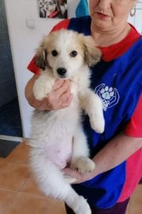 Catie a faun coloured Romanian rescue puppy ¦ 1 Dog at a Time Rescue UK