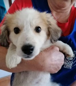 Catie a faun coloured Romanian rescue puppy ¦ 1 Dog at a Time Rescue UK