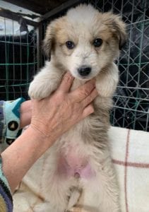 Catie a faun coloured Romanian rescue puppy ¦ 1 Dog at a Time Rescue UK