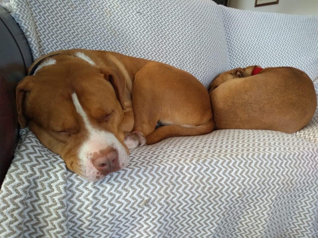 Chase a Romanian American Bulldog cross asleep Chase an American Bulldog cross | 1 Dog At a Time Rescue UK