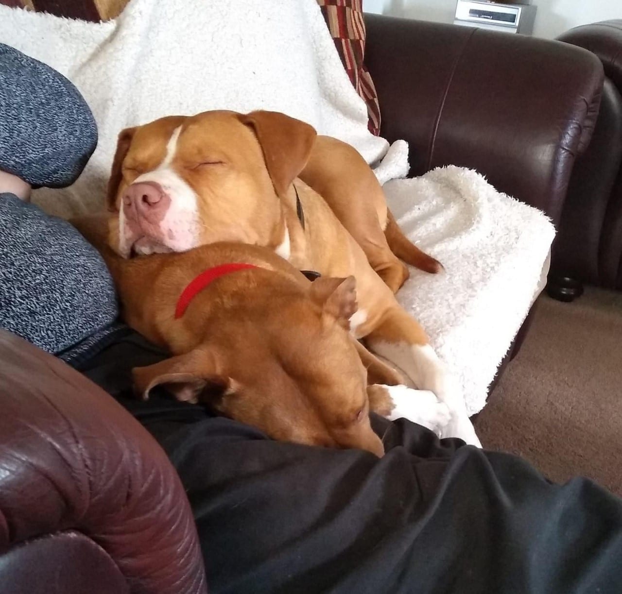 Chase an American Bulldog cross with adopter Chase an American Bulldog cross on the settee | 1 Dog At a Time Rescue UK