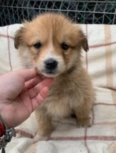 Chrissy a faun coloured Romanian rescue puppy ¦ 1 Dog at a Time Rescue UK