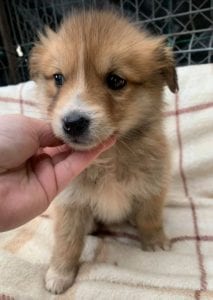 Chrissy a faun coloured Romanian rescue puppy ¦ 1 Dog at a Time Rescue UK