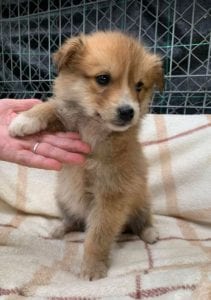 Chrissy a faun coloured Romanian rescue puppy ¦ 1 Dog at a Time Rescue UK