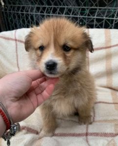 Chrissy a faun coloured Romanian rescue puppy ¦ 1 Dog at a Time Rescue UK