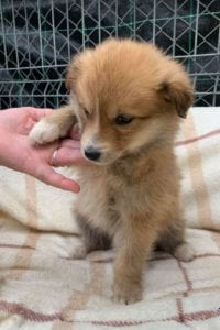 Chrissy a faun coloured Romanian rescue puppy ¦ 1 Dog at a Time Rescue UK