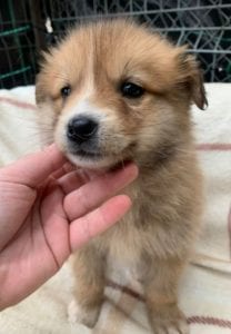 Chrissy a faun coloured Romanian rescue puppy ¦ 1 Dog at a Time Rescue UK