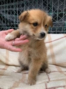 Chrissy a faun coloured Romanian rescue puppy ¦ 1 Dog at a Time Rescue UK