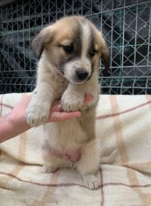 Cody a faun coloured Romanian rescue puppy ¦ 1 Dog at a Time Rescue UK