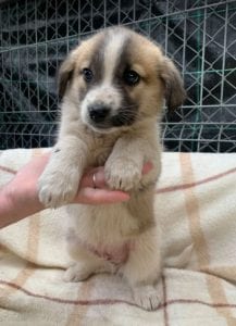 Cody a faun coloured Romanian rescue puppy | 1 Dog at a Time Rescue UK