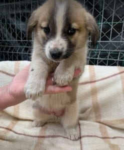 Cody a faun coloured Romanian rescue puppy ¦ 1 Dog at a Time Rescue UK