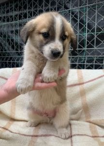 Cody a faun coloured Romanian rescue puppy ¦ 1 Dog at a Time Rescue UK