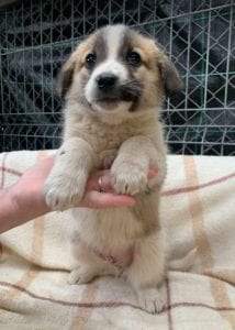 Cody a faun coloured Romanian rescue puppy ¦ 1 Dog at a Time Rescue UK