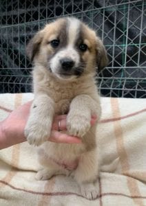 Cody a faun coloured Romanian rescue puppy ¦ 1 Dog at a Time Rescue UK