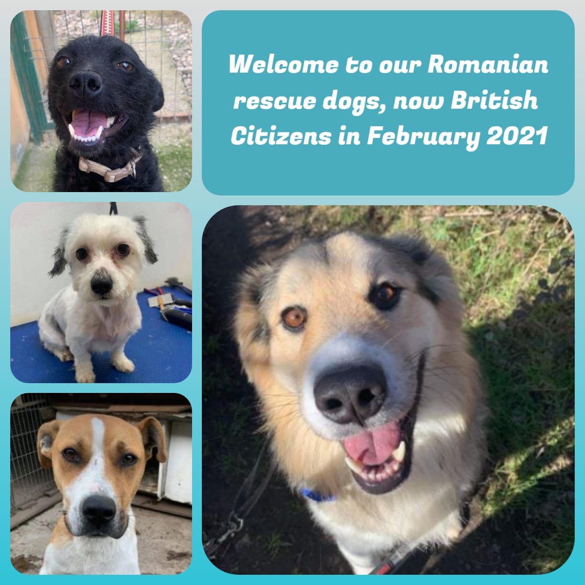 Four Romanian rescue dogs that are now in the UK Four dogs from the transport | 1 Dog At a Time Rescue UK | Dedicated To Rescuing and Rehoming Romanian Street Dogs