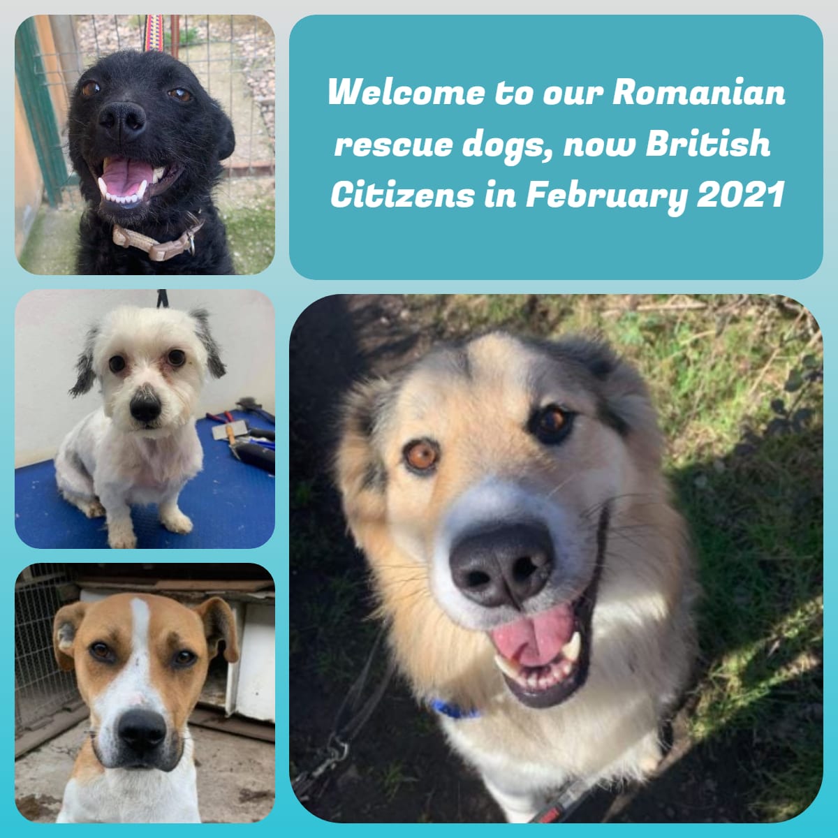 Four dogs from the transport | 1 Dog At a Time Rescue UK | Dedicated To Rescuing and Rehoming Romanian Street Dogs