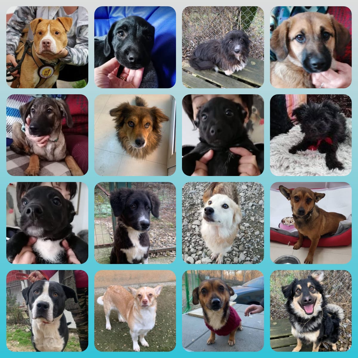 Sixteen Romanian Rescue Dogs | 1 Dog At a Time Rescue UK