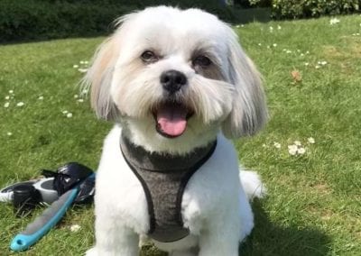 Gheorge a Romanian street dog | 1 Dog At a Time Rescue UK