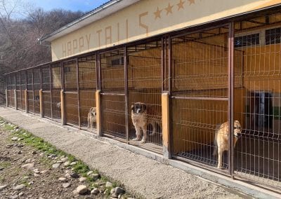 Happy Tails shelter | 1 Dog At a Time Rescue UK | Dedicated To Rescuing and Rehoming Romanian Street Dogs