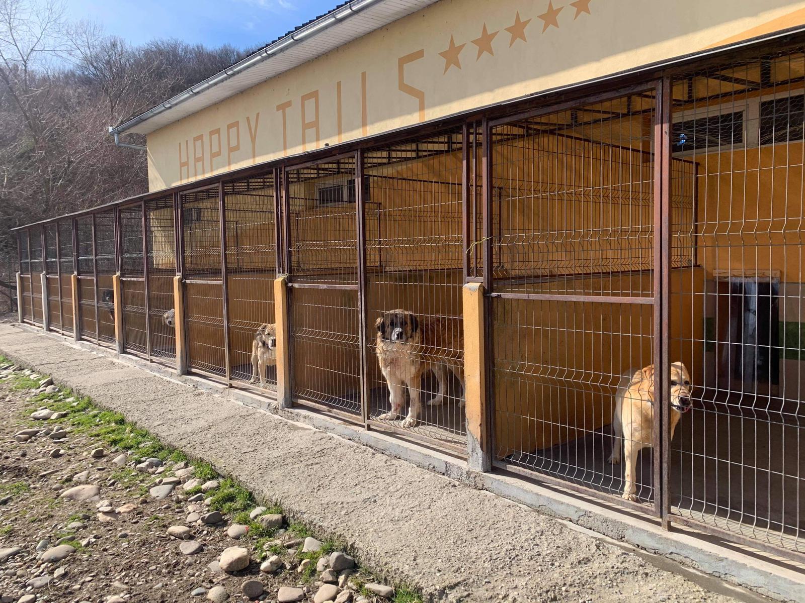 Happy Tails shelter | 1 Dog At a Time Rescue UK | Dedicated To Rescuing and Rehoming Romanian Street Dogs