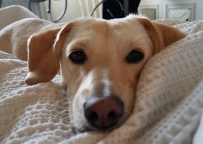 Heidi A Cream Romanian Rescue Dog On A Bed | 1 Dog At a Time Rescue UK