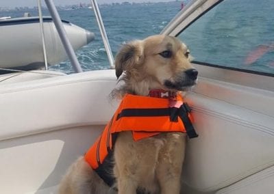 Herbie a Romanian street dog on a boat | 1 Dog At a Time Rescue UK