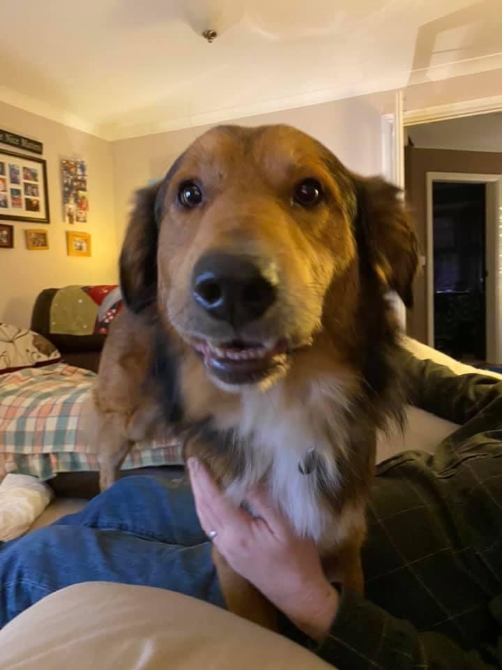 Jambo Jambo a brown Romanian rescue dog | 1 Dog At a Time Rescue UK | Dedicated To Rescuing and Rehoming Romanian Street Dogs