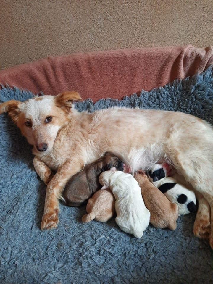 Jinni a Romanian rescue dog with her five puppies Jinni a Romanian rescue with her puppies | 1 Dog At a Time Rescue UK