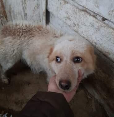 Jinni a pregnant Romanian rescue dog Jinni a Romanian rescue dog | 1 Dog At a Time Rescue UK