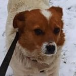 Mia a white and tan Romanian rescue dog | 1 Dog at a Time Rescue UK