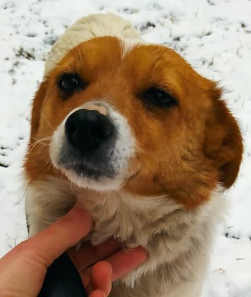 Mia a Romanian rescue dog in the snow Mia a Romanian street dog | 1 Dog At a Time Rescue UK
