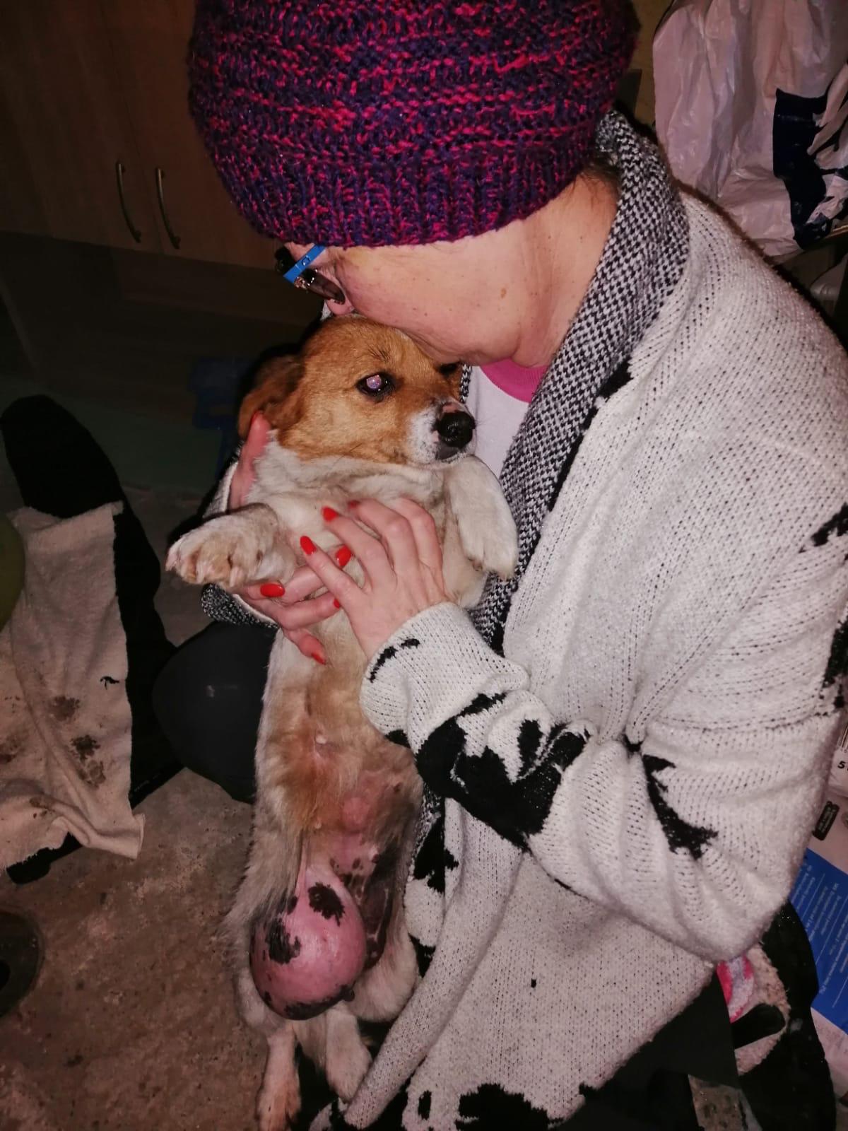 Mia a small white and brown dog with a hernia Mia a Romanian rescue dog with a hernia| 1 Dog At a Time Rescue UK