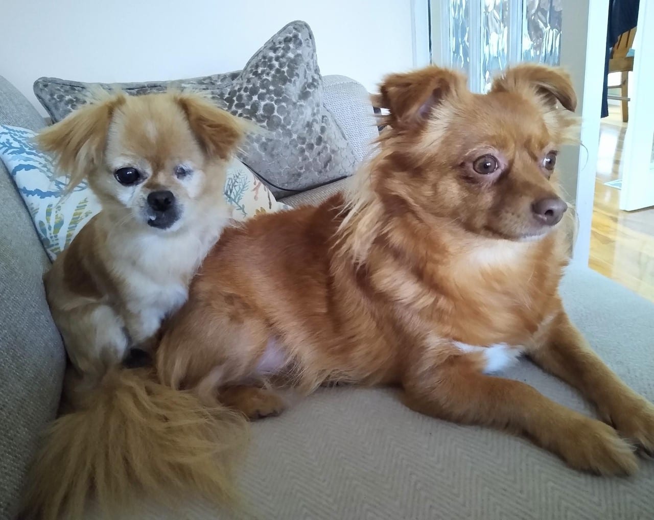 Minnie and Lucille lying together on the settee Minnie and Lucille Romanian street dog | 1 Dog At a Time Rescue UK