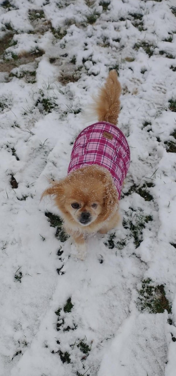 Minnie in a pink coat in the snow Minnie a tiny brown Romanian street dog | 1 Dog At a Time Rescue UK