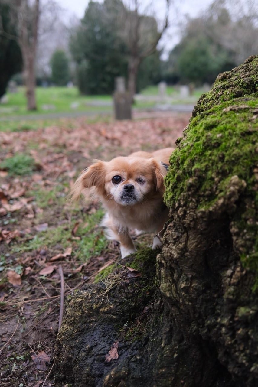 Minnie a Romanian rescue street dog Minnie a tiny brown dog peeping round a tree | 1 Dog At a Time Rescue UK