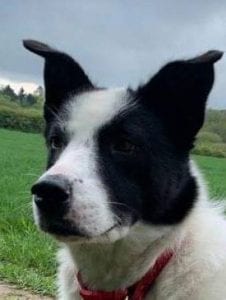 Robin a black and white Romanian Rescue Dog | 1 Dog At a Time Rescue UK